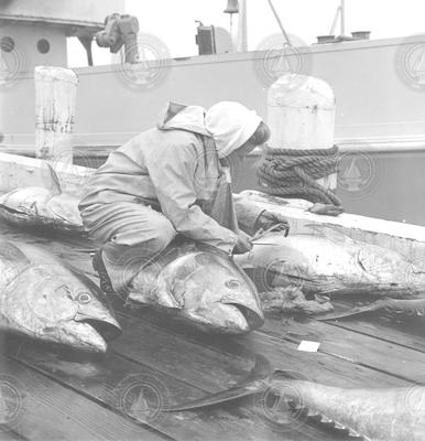 Margaret Watson on dock examining tuna