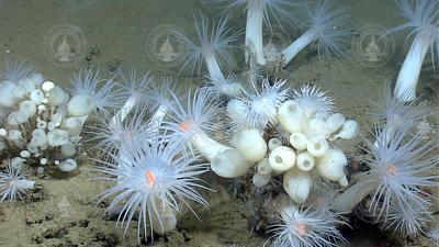Clusters of deep-sea Actinostola anemones and lollipop glass sponges (Sympagella sp).