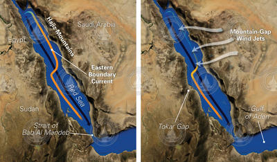 Red Sea Eastern Boundary Current seasonal transitions.