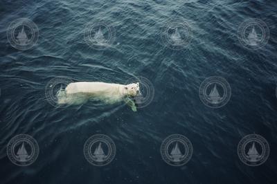 Polar bear swimming in water.