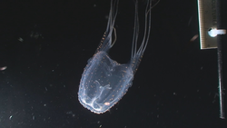 A box jelly fish, Carybdea sp.
