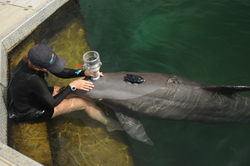 Julie Rocho-Levine performing a respirometry on the test dolphin.