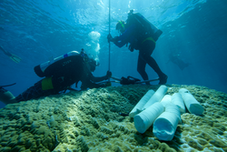 Justin Ossolinski and Konrad Hughen coring large corals.