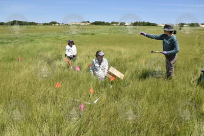 Amanda Spivak and colleagues sampling Great Salt Marsh, Barnstable.