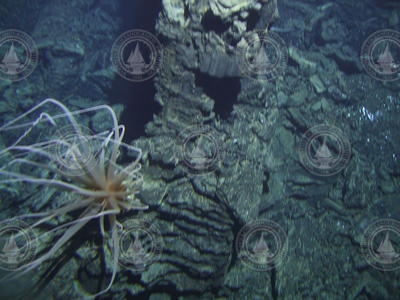Large anemone on a vent chimney viewed during Alvin dive 3760.