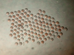 A large group of copepod eggs.