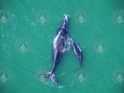 Aerial view of North Atlantic right whale mother and calf.