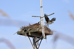 Osprey perched for take-off from the WHOI nest.