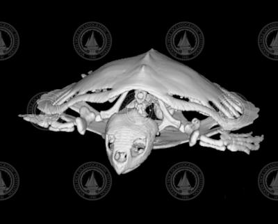 CSI image of a Kemp's Ridley sea turtle.