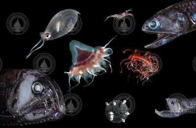 Montage of Ocean Twilight Zone animals.