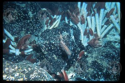A tubeworm colony nestled among rocks from the 1977 expedition to the Galapagos