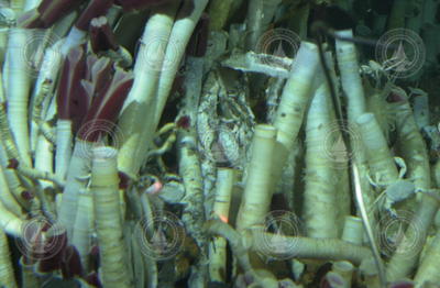 Vent tubeworms viewed during Alvin dive 3754.