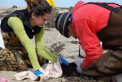 Andrea Bogomolni and Michael Moore working with dead eiders.