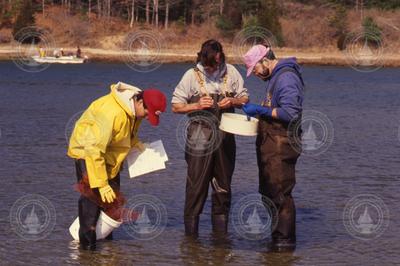 Student James Weinberg, Dale Leavitt, and Bruce Lancaster collecting clams.