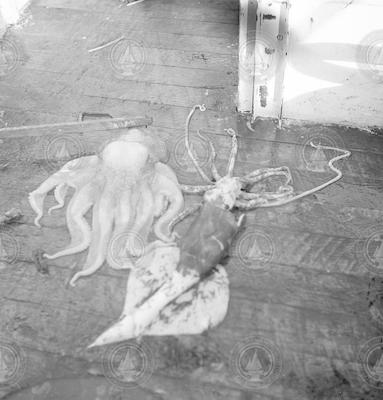 Squid and octopus on deck of the Captain Bill II.