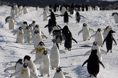 A busy Adelie penguin thoroughfare.
