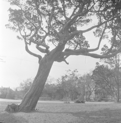 Trees in West Chop.