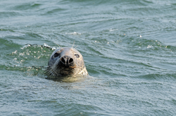 A Gray Seal feeding in the high tide off the coast of Chatham, MA.