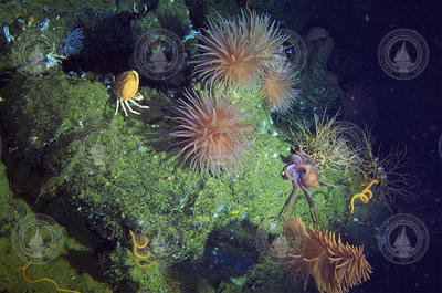 Anemone and other animals found around Galápagos archipelago seamounts.