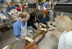 researchers examine Humbolt squid in CSI facility.