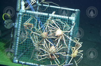 Crabs clinging to Alvin's sampling basket during Alvin dive 3802.