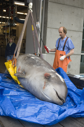 Michael Moore operating crane to lift Cuvier's beaked whale.