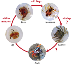 Illustration showing the different stages of crab development.