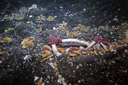 Mussels and tubeworms colonizing a crack in the seafloor