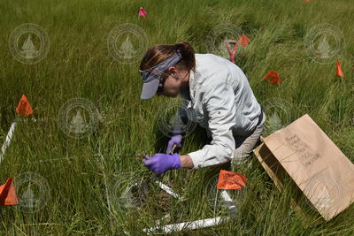 Amanda Spivak sampling Sandy Neck's Great Salt Marsh, Barnstable.