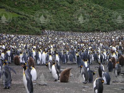 King penguins and chicks on Mcquarie Island in the Southern Ocean.