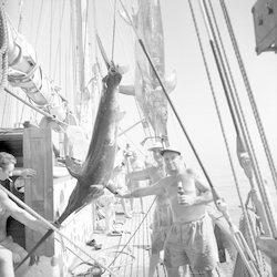 Swordfishing in the Mediterranean on Atlantis cruise 242.