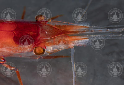Mesopelagic shrimp with bioluminescence on legs.