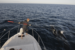 Nicholas Macfarlane attempting to apply a DTAG onto a pilot whale.