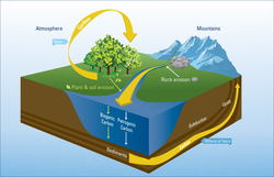 Carbon cycle illustration.