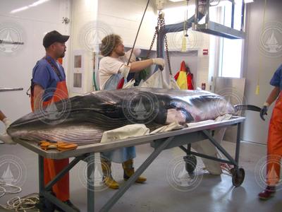 Minke whale undergoing a necropsy.