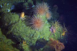 Anemone and other animals found around Galápagos archipelago seamounts.