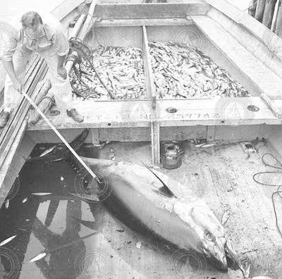 Frank Mather tagging tuna.