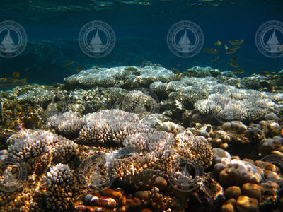 Evidence of coral bleaching in the Red Sea.