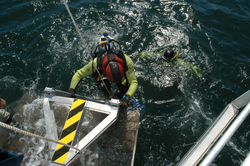 Divers jump in the water.