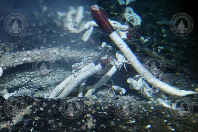 Tubeworms viewed during Alvin dive 3789.