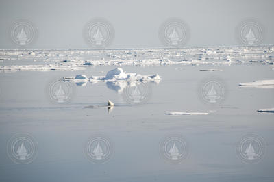 Polar bear scrambling to get onto an iceberg.
