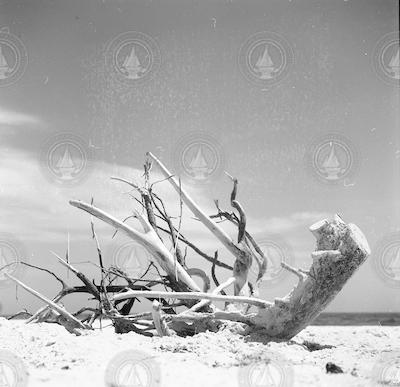 Driftwood on Gay Head.