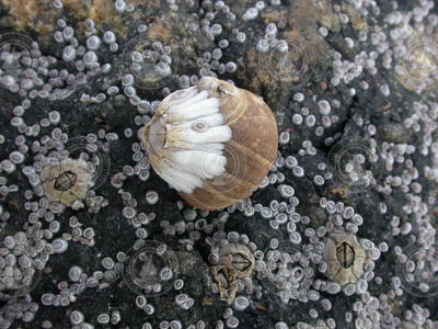 An adult snail and Northern rock barnacles.
