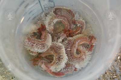 Recovered specimens of Alvinella pompejana in a dish.