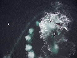 Drone aerial video frame of humpback whales bubble-net feeding.