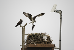 A pair of Osprey building their newly refurbished nest.