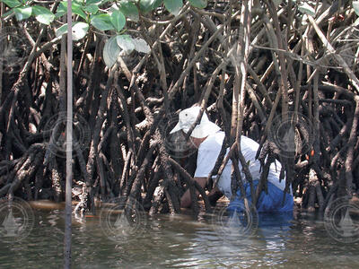 Jesús Pineda exploring a mangrove in Bahia Honda, Panama.