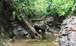 Swamp area in Panama.