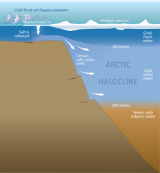 Profile of Arctic halocline layer formation.