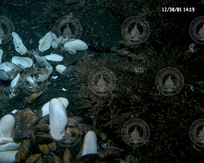 Clams and mussels viewed during Alvin dive 3744 to EPR.